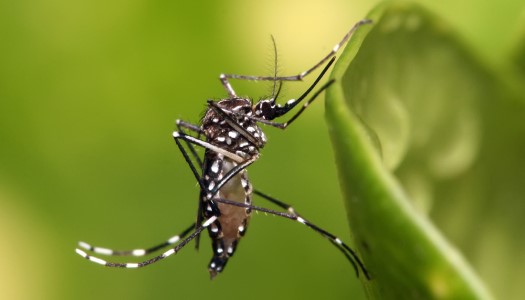 5 Loại muỗi ở Việt Nam thường gặp